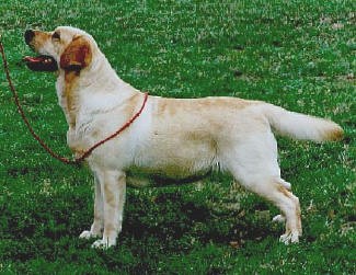 Ch kai den s water lilly 5°geração